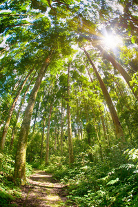 热带森林中树木的抽象菲舍耶视图。异国丛林植物