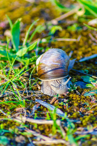 在绿草上缓慢爬行的大蜗牛的近景