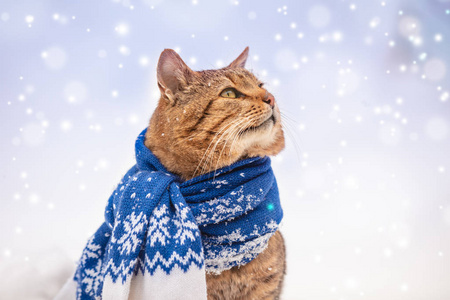 穿着针织围巾的猫的美丽时尚肖像。猫在下雪的冬天坐在户外，仰望