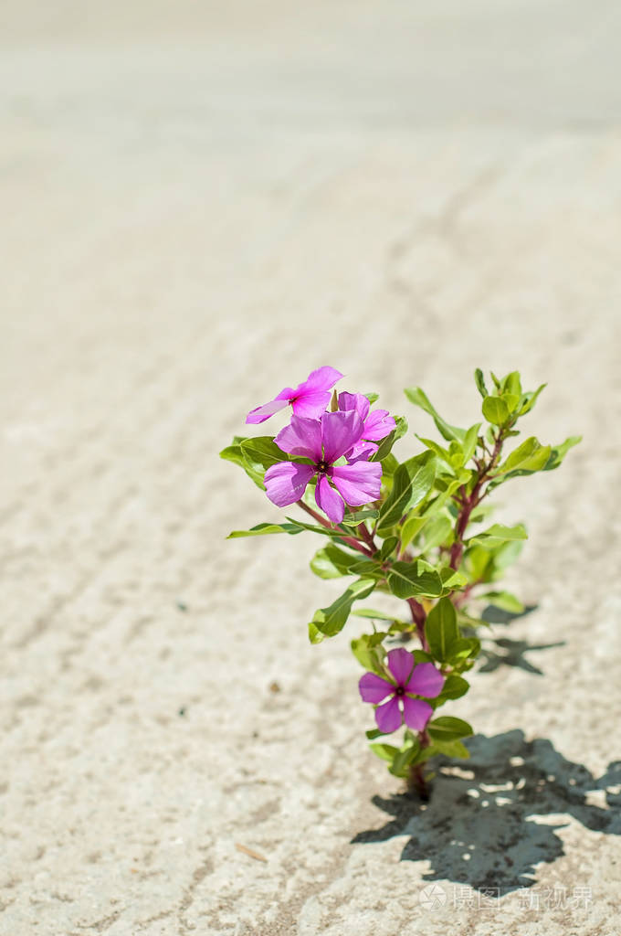 多么美妙的世界啊一朵孤独的粉红色的花找到了它的路