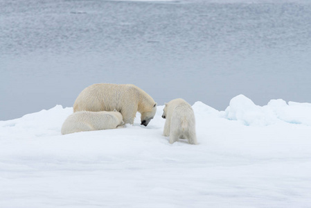 北极熊ursusmaritimus母亲和双胞胎幼崽在斯瓦尔巴北极挪威北部的冰袋上