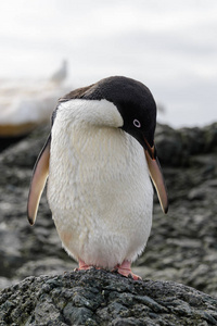 阿黛丽企鹅站在南极的海滩上