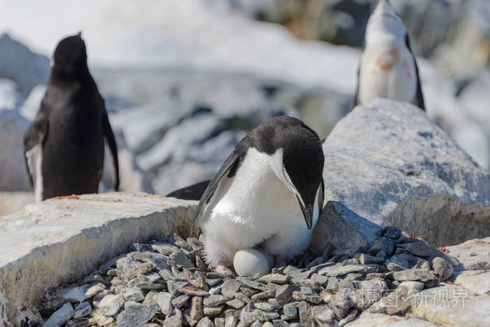 南极海滩上带蛋的企鹅