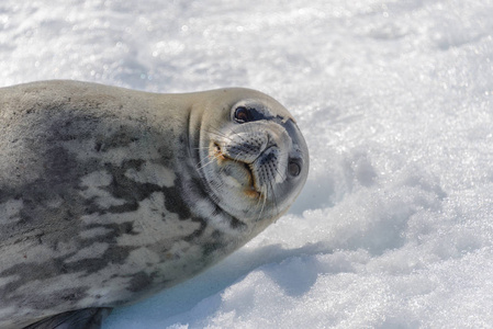 南极有雪的海滩豹海豹