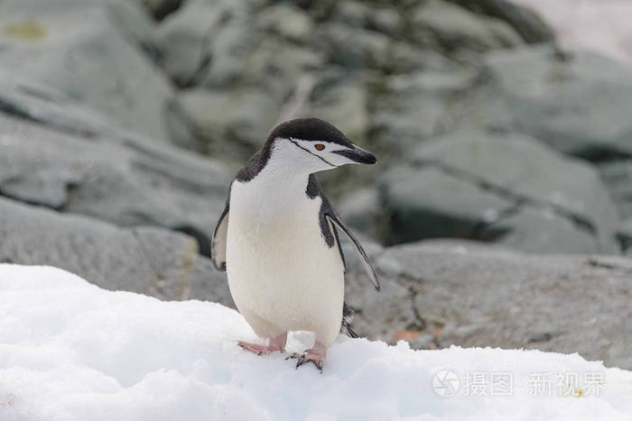 南极雪地上的企鹅