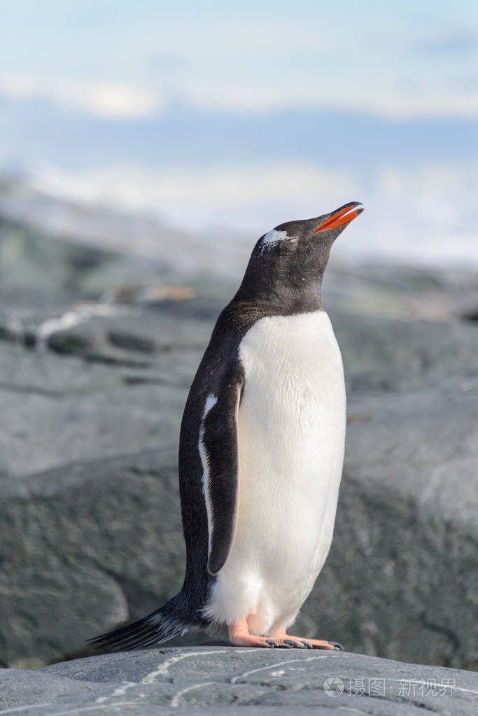 南极洲岩石上的gentoo企鹅