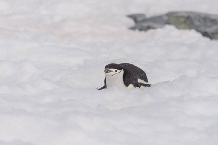 下巴带企鹅爬在雪地上