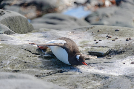 南极岩石上躺着的企鹅