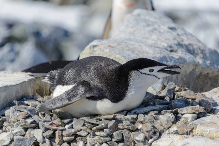南极岩石上的企鹅
