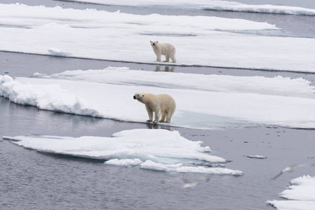 北极熊ursusmaritimus母亲和双胞胎幼崽在斯瓦尔巴北极挪威北部的冰袋上