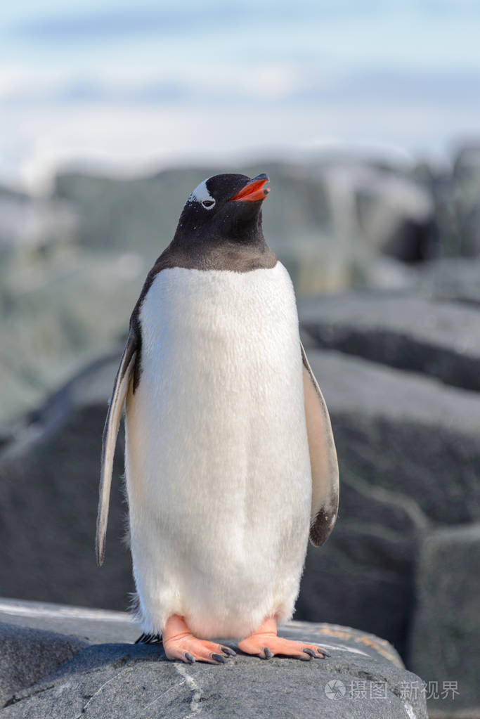 南极洲岩石上的gentoo企鹅