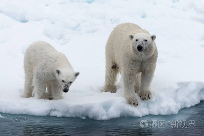 北极熊ursusmaritimus母亲和幼崽在斯瓦尔巴北极挪威北部的冰袋上