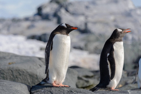 南极洲岩石上的Gentoo企鹅