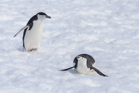 下巴带企鹅爬在雪地上