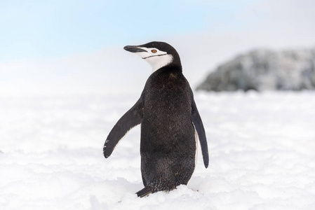 南极雪地上的企鹅