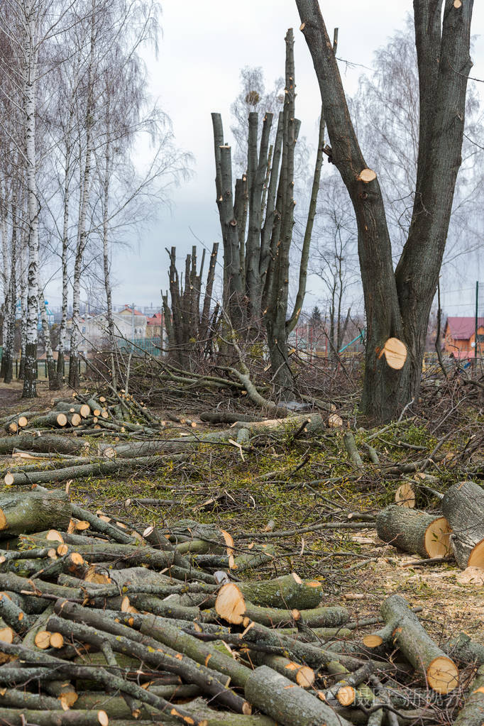 公园里树木的春季修剪修剪过的树砍树枝的树干大木头的木柴