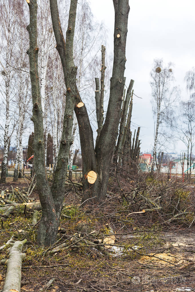 公园里树木的春季修剪修剪过的树砍树枝的树干大木头的木柴
