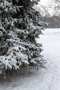 白雪覆盖公园的冬季景观。 冬天在公园里下雪在树巷的路上下雪