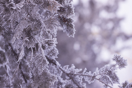 树的针叶和树枝上的霜状图案。 冬季背景概念。 冰冻的树枝。