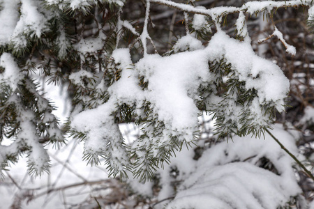 白雪覆盖公园的冬季景观。 冬天在公园里下雪在树巷的路上下雪