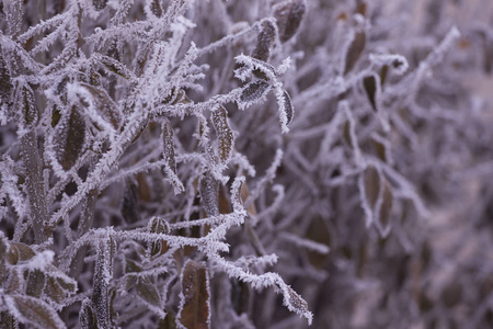 树枝上的花纹有结霜。屏幕保护程序的冬季背景。设计理念