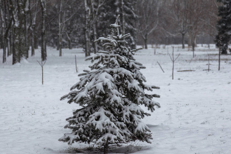 白雪覆盖公园的冬季景观。 冬天在公园里下雪在树巷的路上下雪