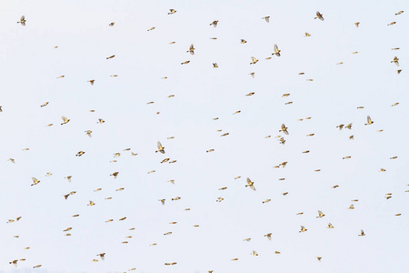 在春天的天空中迁徙的鸟类图片