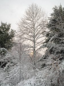 一层新的雪，当太阳出现在新泽西州的蒙茅斯战场州立公园。