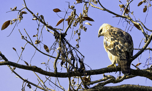在印度吉姆科贝特国家公园，年轻的多变的鹰鹰或鹰冠鹰isaetus肝硬化