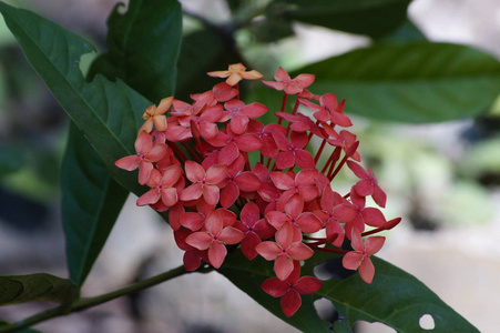 我花园里的仙人掌花