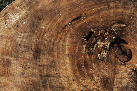  tree lattice. Stump with cracked sawn wood. Wooden background