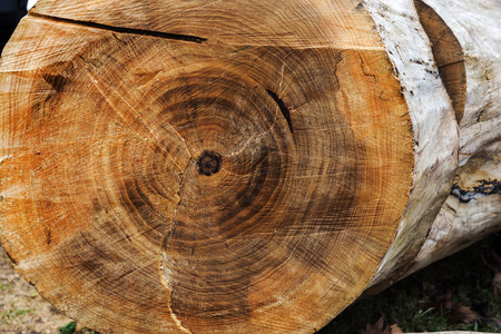  tree lattice. Stump with cracked sawn wood. Wooden background