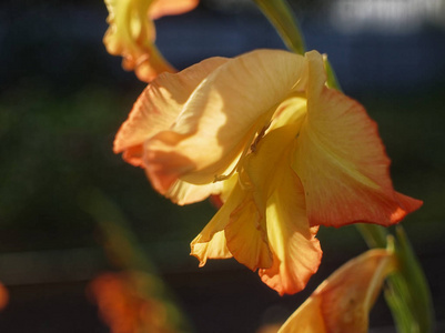 橙色的角花花在夏天在宏观庭院