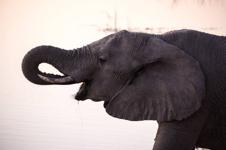 南非日落时河水中的大象饮用水