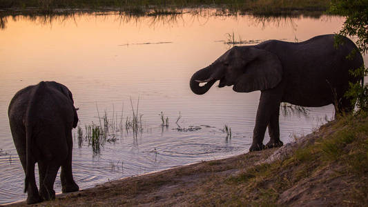 南非日落时，大象从河中饮水