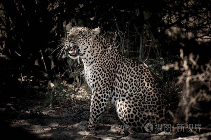 美洲豹雌性坐在地上呼唤迷路的非洲小猫