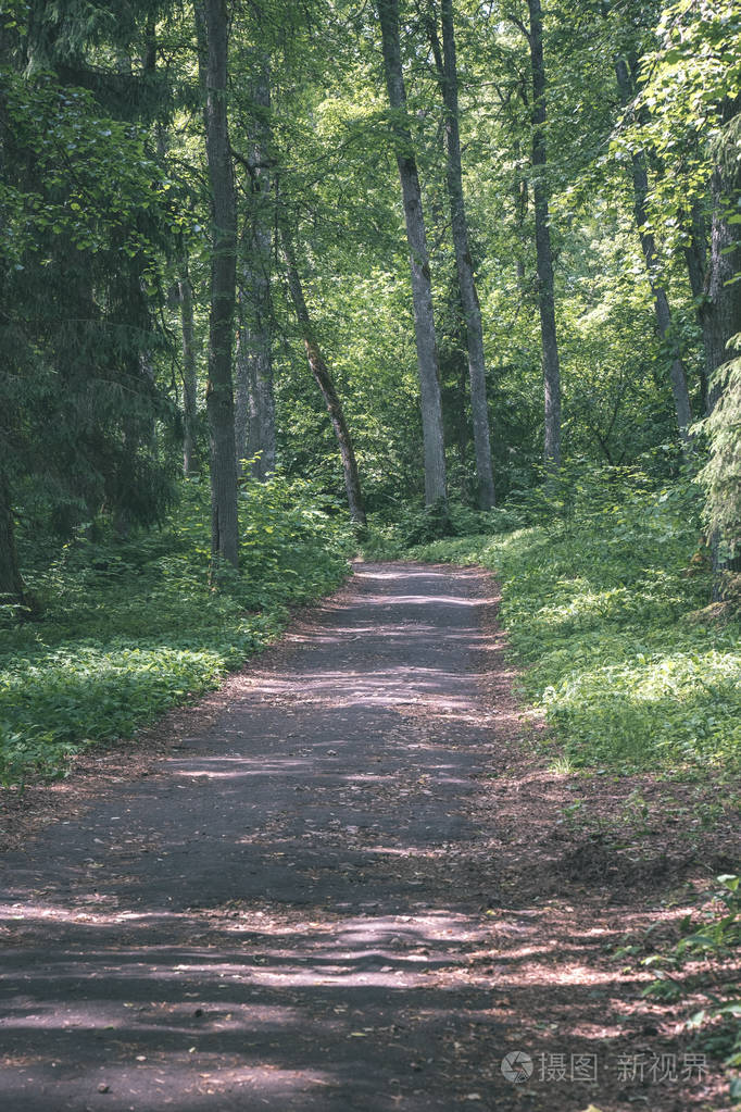 绿色森林中游客步行步道的风景