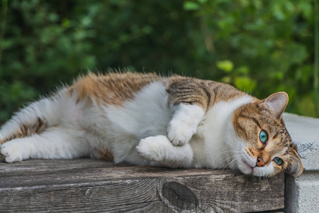 湿的小猫一只美丽的成年小猫,蓝眼睛,棕色天鹅绒湿鼻子,躺在夏天花园