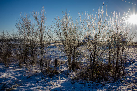 近距离观看裸露的树枝和雪