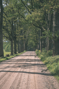 拉脱维亚的乡村道路，两边都有大树