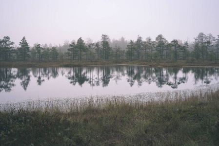 沼泽地区雾蒙蒙的早晨美丽的风景