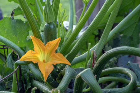 西葫芦开花图片