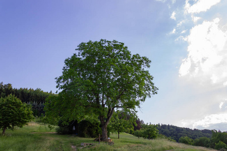 德国南部乡村春天山上的大栗子树