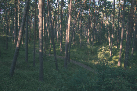 夏日绿树成荫的森林风景