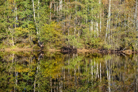 秋天森林景观的风景与树木和河流
