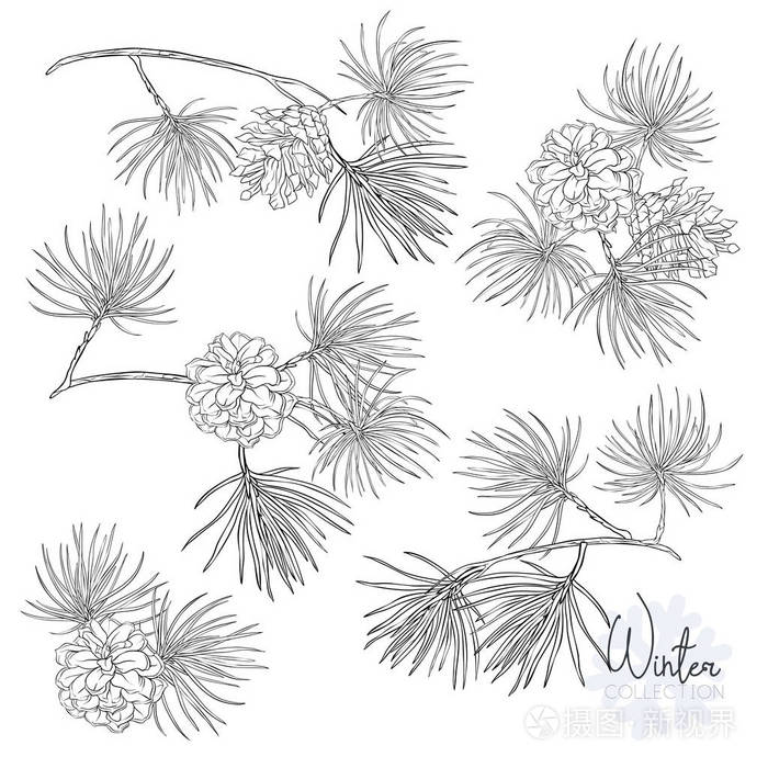 插画 用松树枝和圆锥形设置. 轮廓手绘矢量插图.隔离白色背景.eps