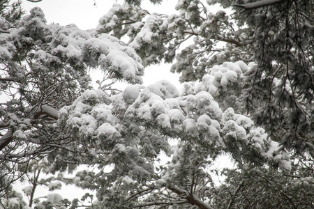 冬天的森林，树枝上有雪。 公园里树木间的霜冻空气。 冬天舒适的散步。 树木边缘的雪