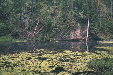 森林中的老河流风景图片