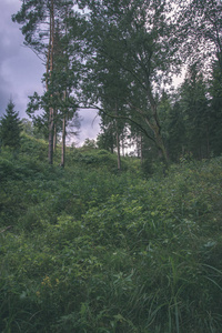 夏季绿树成荫的森林风景