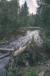 拉脱维亚的阿马塔河，夏天周围有绿色森林